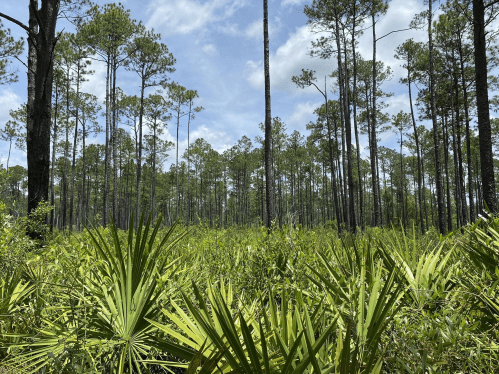 Lush green forest with tall pine trees and vibrant undergrowth under a blue sky with scattered clouds.