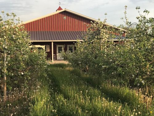 A red barn surrounded by blooming apple trees and tall grass under a clear sky.