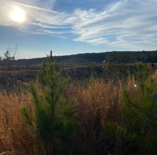 A serene landscape featuring tall grass, small pine trees, and a bright sun shining in a blue sky with wispy clouds.