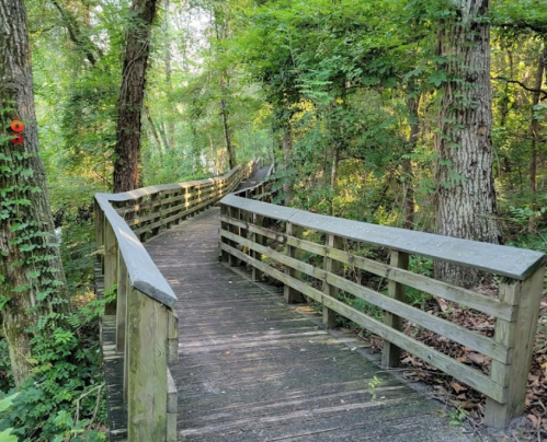 A wooden boardwalk winding through a lush green forest with tall trees and sunlight filtering through the leaves.