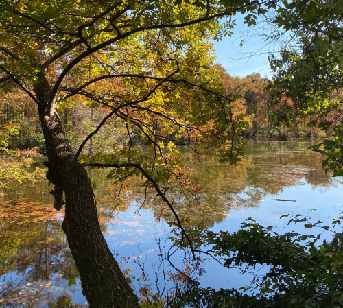 A serene lake surrounded by colorful autumn foliage and a tree leaning over the water.