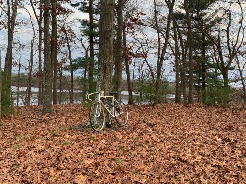 A bicycle leans against a tree in a wooded area with fallen leaves and a lake in the background.