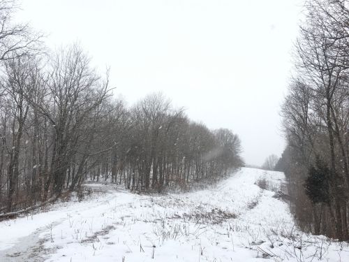 A snowy landscape with bare trees lining a winding path through a quiet, wintry scene.