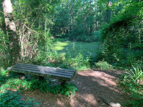 A wooden bench overlooks a serene, green pond surrounded by lush trees and foliage in a tranquil forest setting.