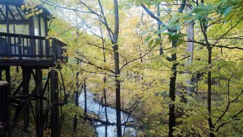 A serene view of a forest with vibrant yellow leaves and a winding stream, framed by a wooden structure.