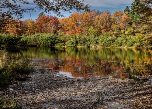 A serene pond surrounded by vibrant autumn foliage reflecting in the water, with fallen leaves scattered on the surface.