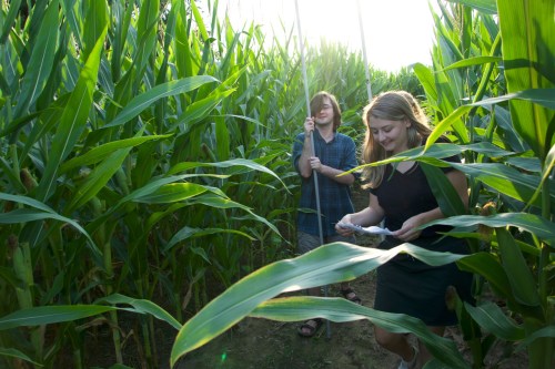 Two people walking through a tall cornfield, one holding a phone and the other looking ahead, surrounded by green leaves.