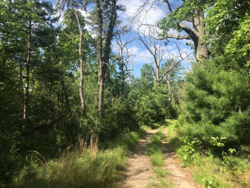 A dirt path winds through a lush green forest with tall trees and blue skies peeking through the foliage.
