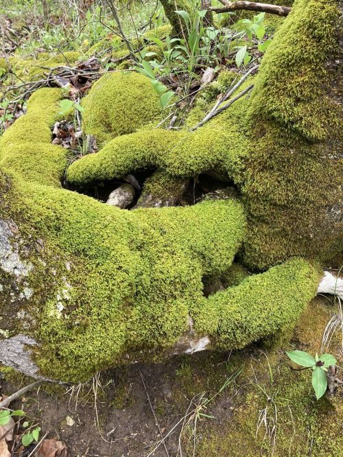 A close-up of a moss-covered tree trunk, with vibrant green moss enveloping its contours and surrounding foliage.