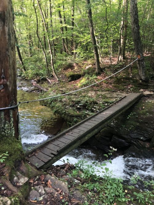 A wooden footbridge crosses a small stream in a lush, green forest. Trees surround the area, creating a serene atmosphere.