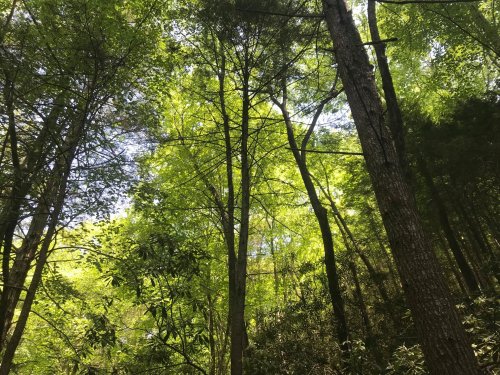 A view of tall trees with vibrant green leaves, reaching towards a bright blue sky in a lush forest.