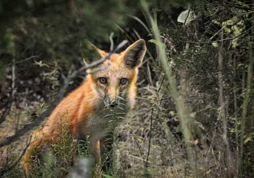 A fox with orange fur peeks through tall grass and bushes in a natural setting.