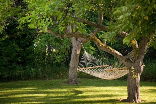 A cozy hammock hangs between two trees in a lush green yard, surrounded by vibrant foliage.