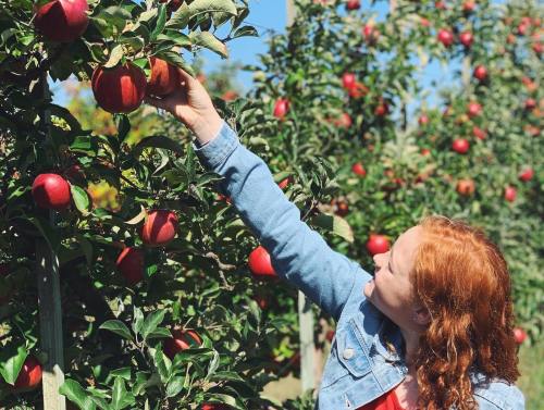 A person with red hair reaches for ripe apples on a tree in an orchard on a sunny day.