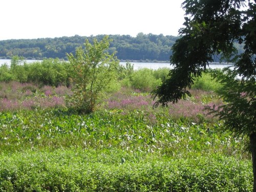 A lush landscape featuring green vegetation and purple flowers, with a river and wooded hills in the background.