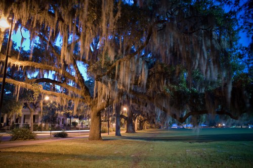 A serene park scene at dusk, featuring large trees draped in Spanish moss and soft street lighting.