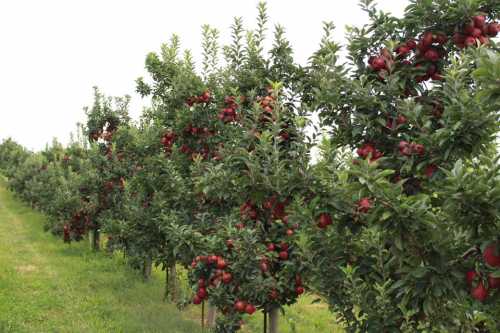 A row of apple trees laden with ripe red apples, set in a lush green orchard.