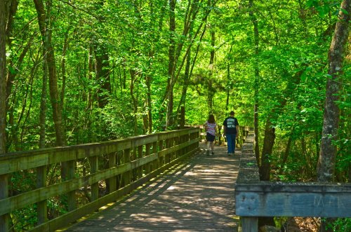 Two people walk along a wooden path through a lush green forest. Sunlight filters through the trees.