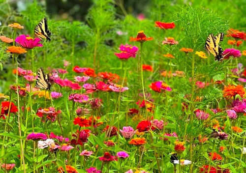 A vibrant field of colorful flowers with several butterflies fluttering among them.