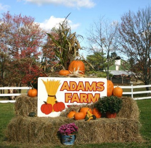 A colorful sign for Adams Farm surrounded by pumpkins, hay bales, and autumn foliage under a blue sky.