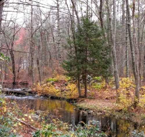 A serene forest scene with a stream, surrounded by trees in autumn colors and a hint of fall foliage.