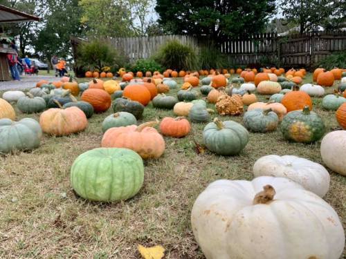 A variety of pumpkins in different colors and sizes scattered across a grassy area.
