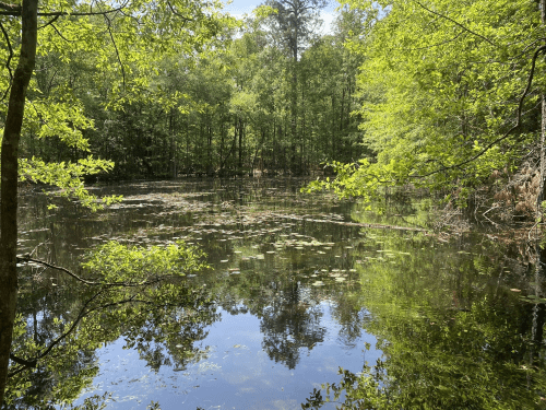 A serene pond surrounded by lush green trees, reflecting the sky and foliage on its calm surface.