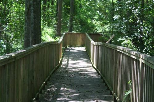 A wooden boardwalk winding through a lush green forest, surrounded by trees and dappled sunlight.