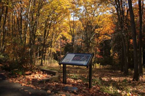 A forest scene in autumn with colorful leaves and an informational sign in the foreground.