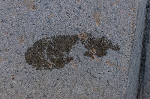 A textured gray surface with a dark, irregular stain resembling a small animal or abstract shape.