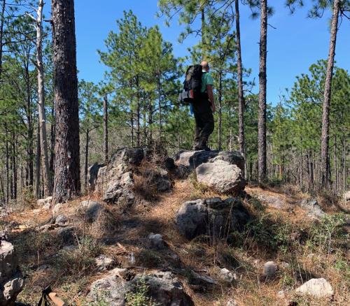 A person with a backpack stands on a rock in a forest, surrounded by tall pine trees and clear blue skies.