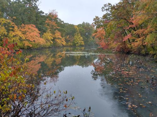 A serene pond surrounded by trees with vibrant autumn foliage reflecting on the water's surface.