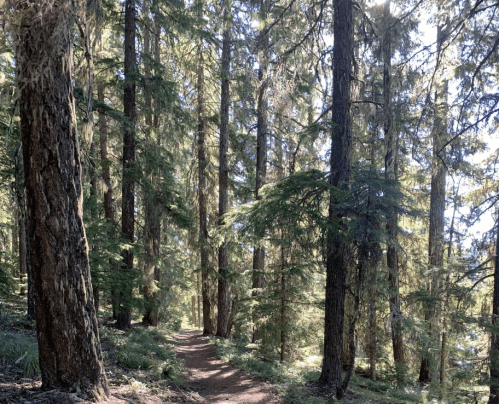 A serene forest path surrounded by tall trees and dappled sunlight filtering through the leaves.