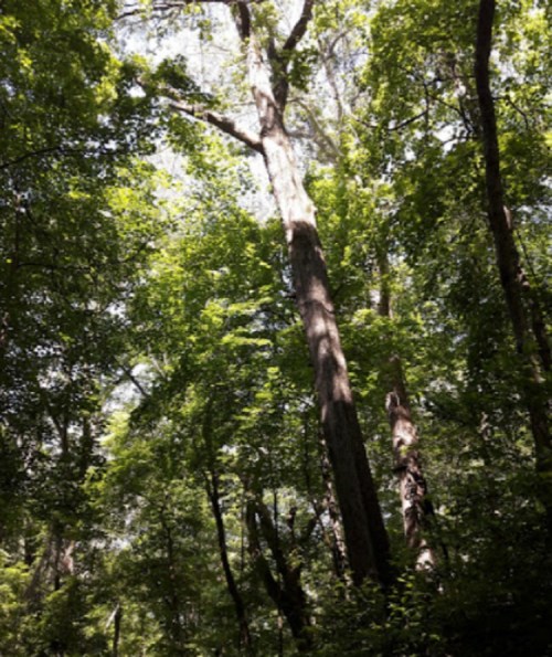 A dense forest with tall trees and lush green foliage under a bright sky.