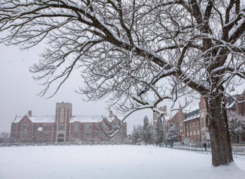 A snowy landscape featuring a large tree and historic buildings in the background, creating a serene winter scene.