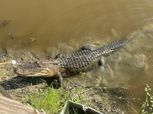 A large alligator partially submerged in muddy water, with its textured skin and powerful body visible.