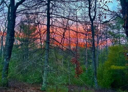A serene forest scene at dusk, with silhouetted trees against a colorful sunset sky.