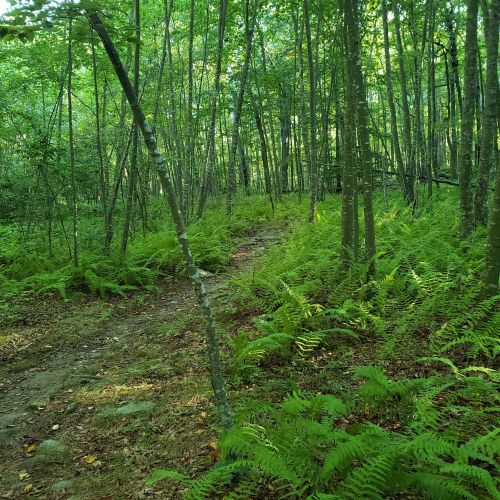 A serene forest path surrounded by lush green ferns and trees, inviting exploration in nature.
