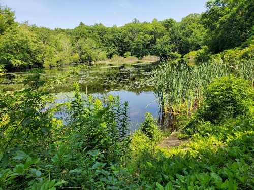 A serene pond surrounded by lush greenery and trees under a clear blue sky.