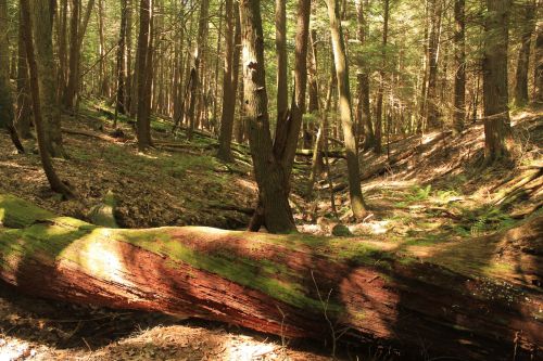 A serene forest scene with tall trees, a moss-covered fallen log, and dappled sunlight filtering through the leaves.
