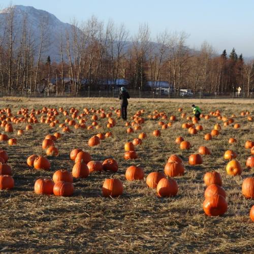 A pumpkin patch with numerous orange pumpkins scattered across a field, with two people exploring the area.