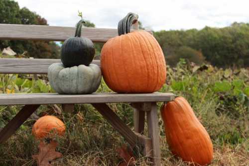 Three pumpkins of varying sizes and colors sit on a wooden bench in a pumpkin patch, surrounded by greenery.