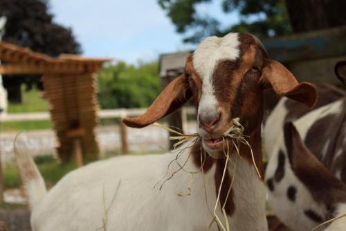 A close-up of a brown and white goat chewing on some straw, with a blurred background of greenery and a wooden structure.