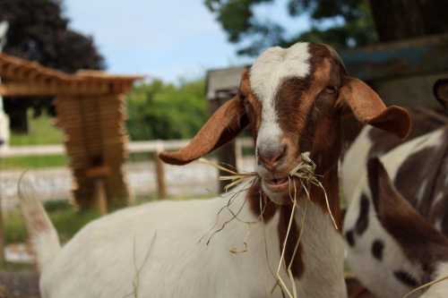 A close-up of a brown and white goat chewing on some straw, with a blurred background of greenery and a wooden structure.