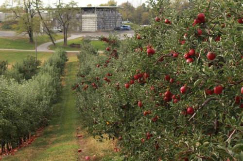 A row of apple trees laden with red apples, with a building and road visible in the background.