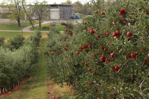 A row of apple trees laden with red apples, with a building and road visible in the background.