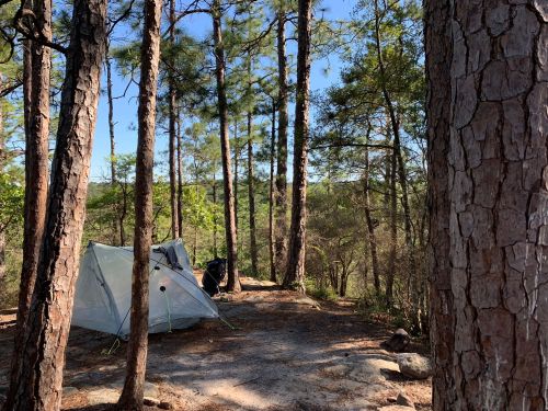 A campsite with a tent surrounded by tall pine trees and a clear blue sky in the background.
