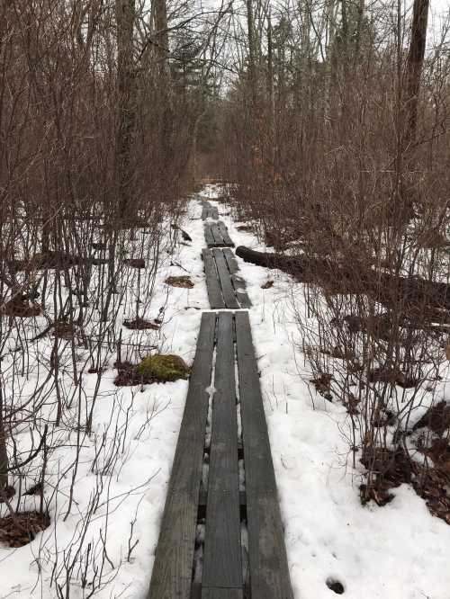 A wooden boardwalk stretches through a snowy forest, surrounded by bare trees and shrubs.