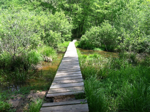 A wooden boardwalk stretches through lush greenery and shallow water, leading into a serene forested area.