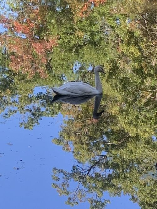 A gray heron stands in calm water, reflecting colorful autumn trees in the background.
